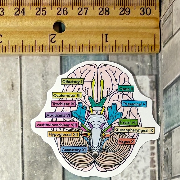 🌀10/$10🌀 Anatomy Reusable Waterproof Vinyl Sticker Decal - Picture 1 of 1